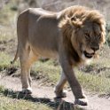 TZA SHI SerengetiNP 2016DEC24 NamiriPlains 014 : 2016, 2016 - African Adventures, Africa, Date, December, Eastern, Month, Namiri Plains, Places, Serengeti National Park, Shinyanga, Tanzania, Trips, Year